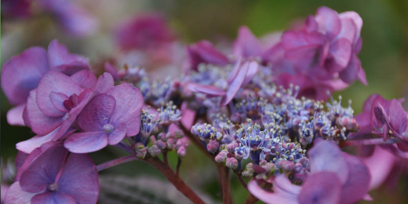 Hydrangea