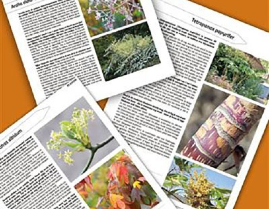 Groei en Bloei november/december 2017 - bladplanten