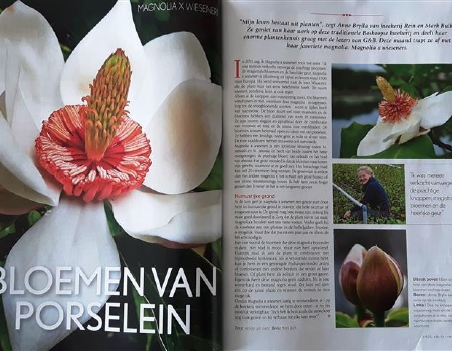 Groei en Bloei mei 2017 - Magnolia