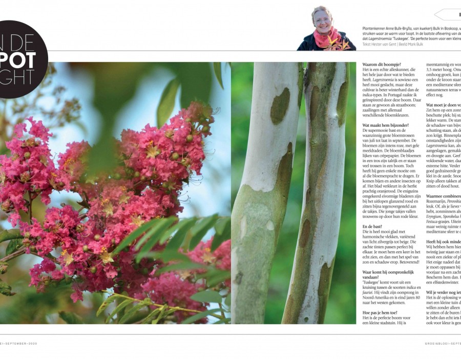 Groei en Bloei augustus/september 2020 - bloem