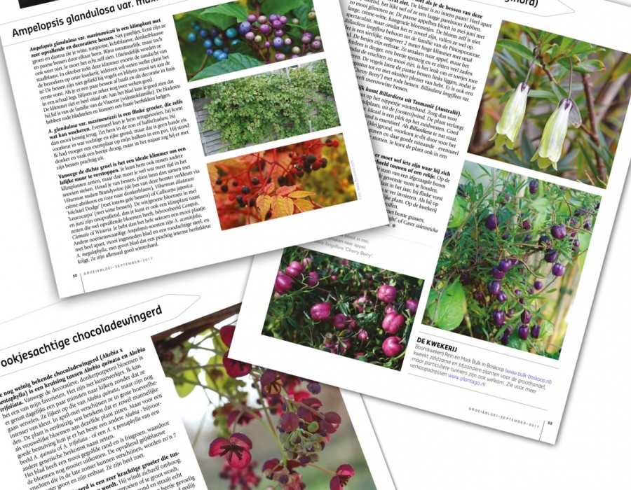 Groei en Bloei september 2017- klimplanten