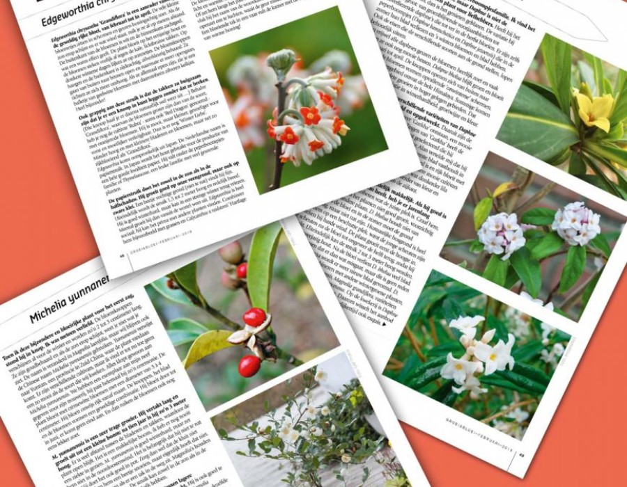 Groei en Bloei februari 2018 - winterbloei