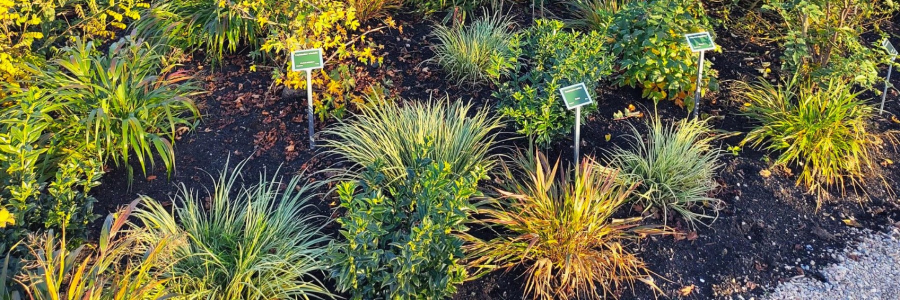 Een gelaagde beplanting met bijzondere heesters