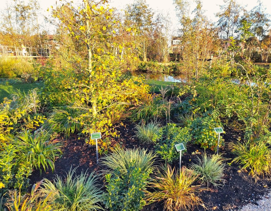 Een gelaagde beplanting met bijzondere heesters