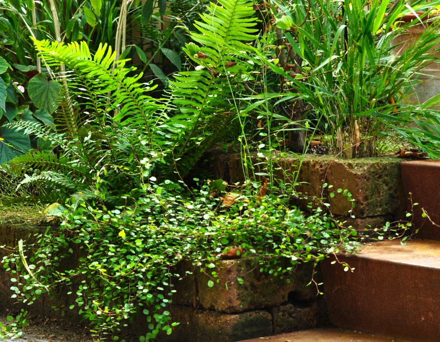 Kleine tuin, grote beleving